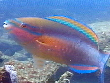 Stoplight Parotfish