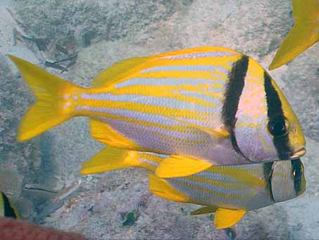 Porkfish