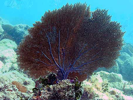 Sea Fans