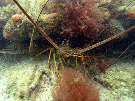 Caribbean Spiny Lobster