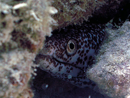 Spotted Moray