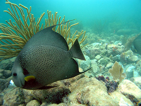 Angelfish