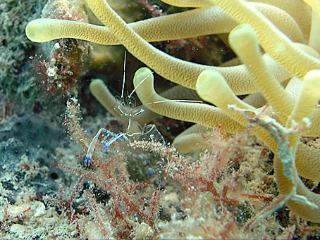 Cleaner shrimp