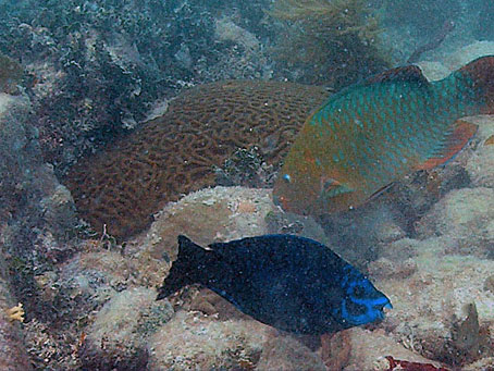 Parrotfish