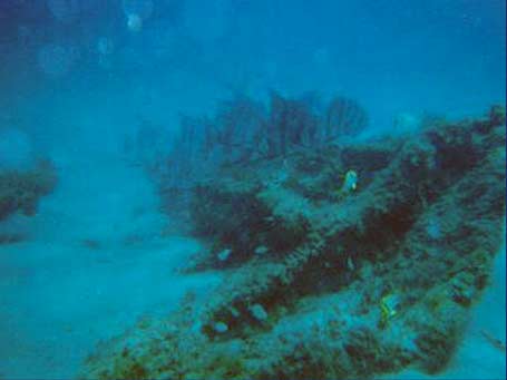 Atlantic Spadefish