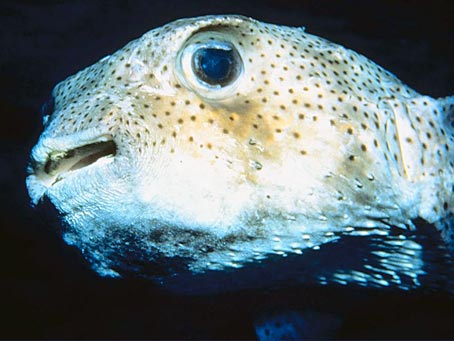 Porcupinefish