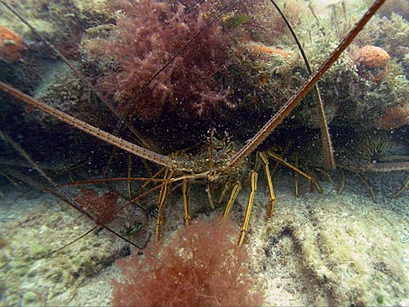 Caribbean Spiny Lobster