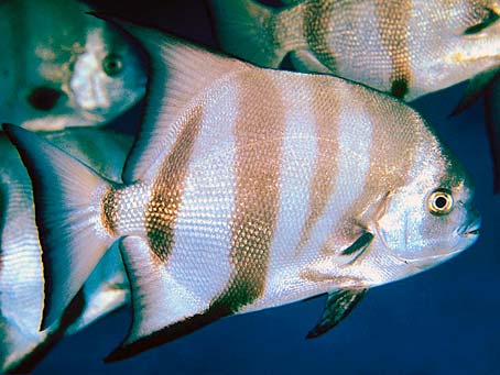 Spadefish