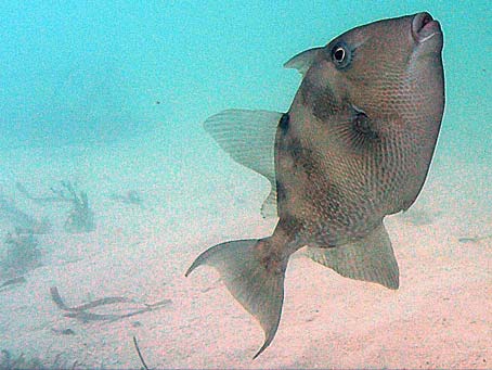 Triggerfish