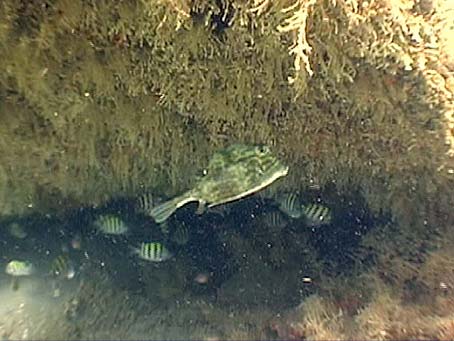 Filefish