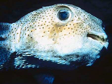 Porcupinefish