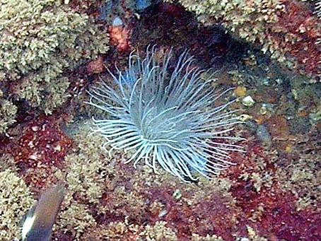 White anemones