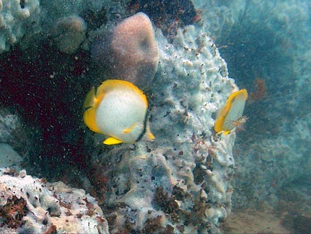 Spotfin Butterflyfish