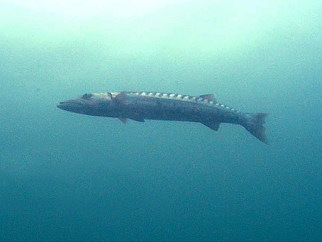 Great Barracuda