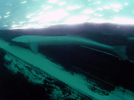 Remora