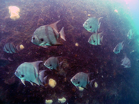 Spadefish