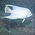 Angelfish
