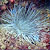 White anemones
