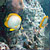 Spotfin Butterflyfish