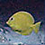 Blue Tangs