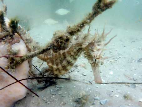 Lined Seahorse