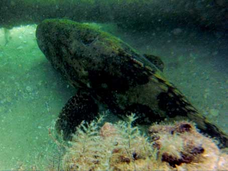 Goliath Grouper