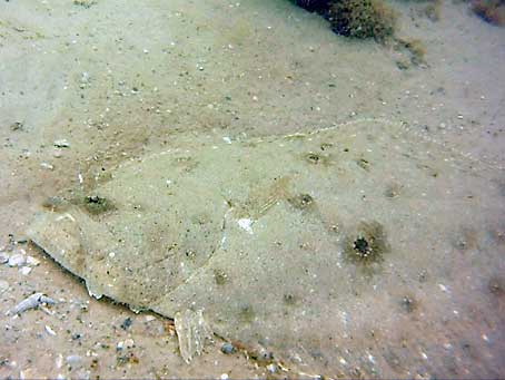 Flounder