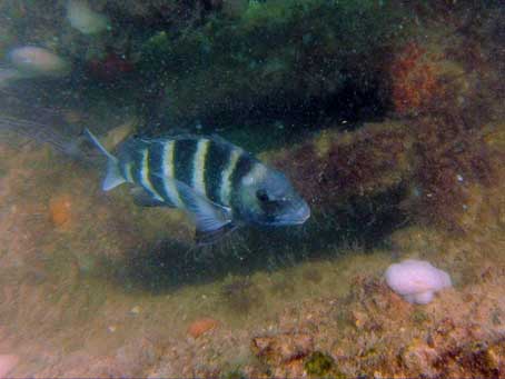 Sheepshead