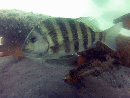 Sheepshead