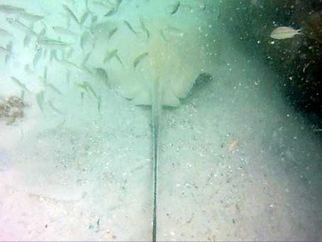 Southern Stingray