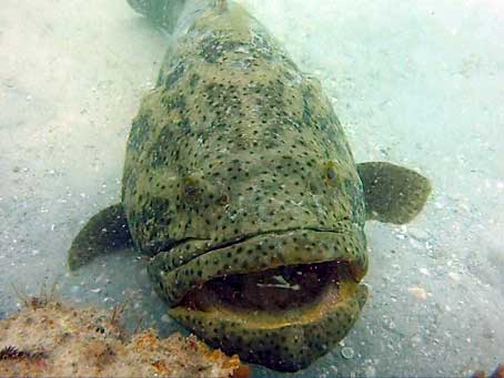 Goliath Grouper