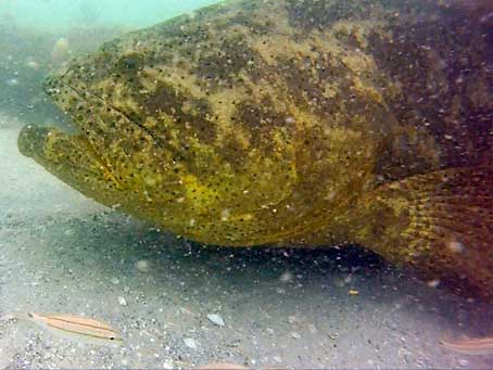 Goliath Grouper