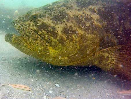 Goliath Grouper