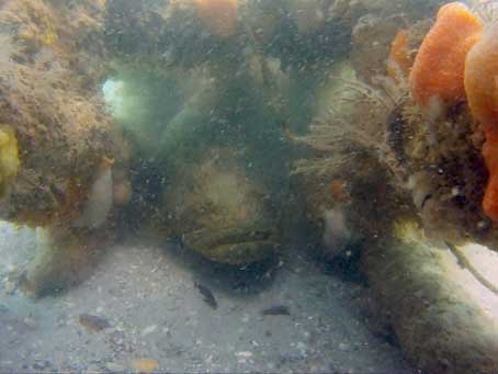 Goliath Grouper