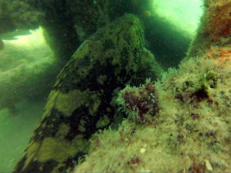 Goliath Grouper