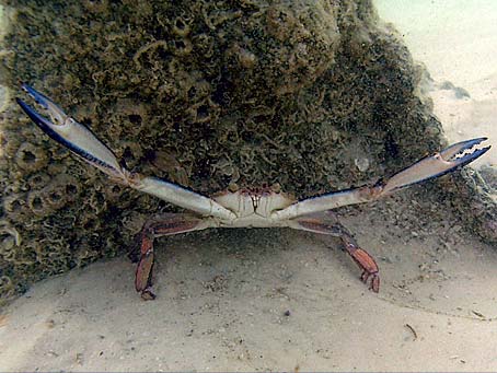 Blue Crab