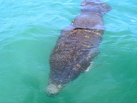 Manatee