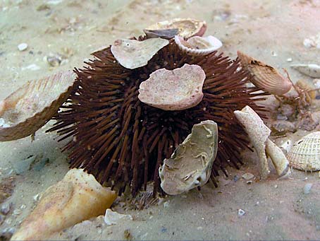 Sea Urchin