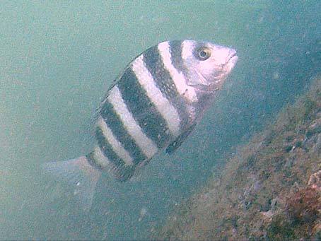 Sheepshead