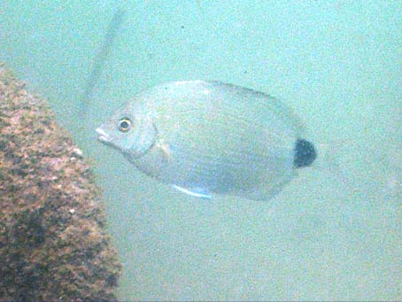 Spottail Pinfish