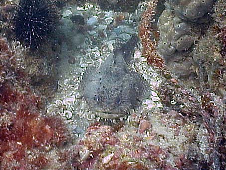 Toadfish