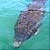 Manatee