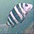 Sheepshead