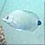Spottail Pinfish