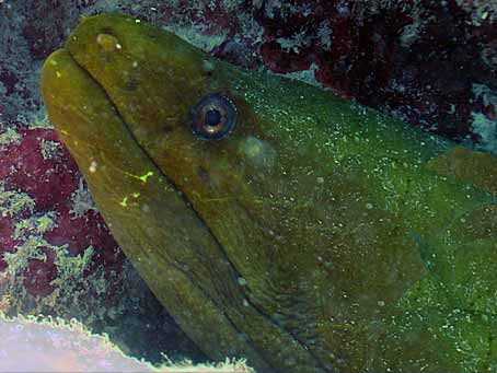 Green Moray