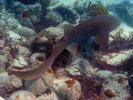 Nurse Shark