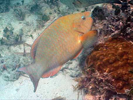 Parrotfish