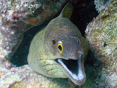 Purplemouth Moray