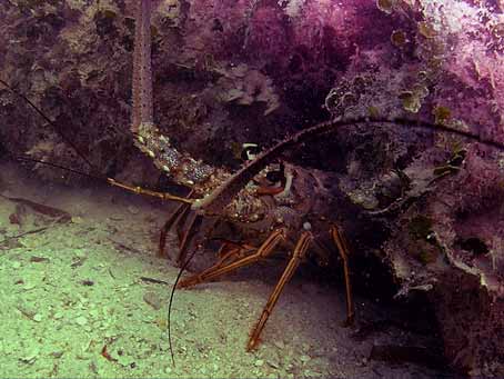 Caribbean Spiny Lobster