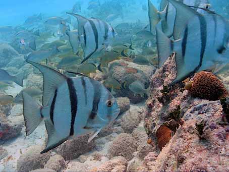 Atlantic Spadefish